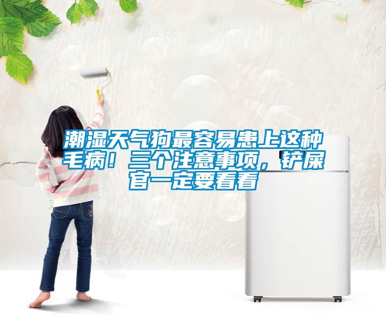潮濕天氣狗最容易患上這種毛病！三個注意事項，鏟屎官一定要看看