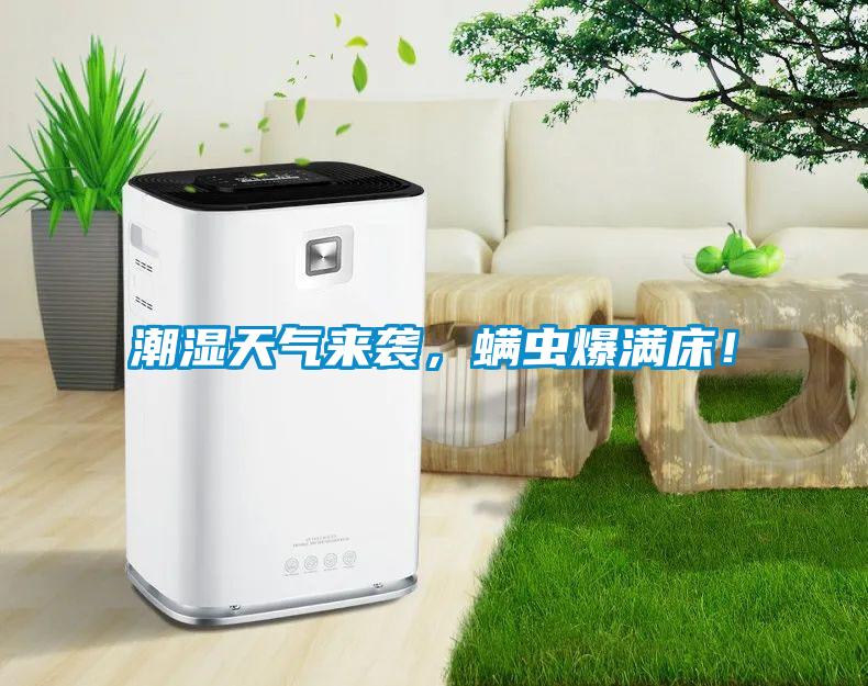潮濕天氣來襲，螨蟲爆滿床！
