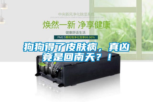 狗狗得了皮膚病，真兇竟是回南天？！