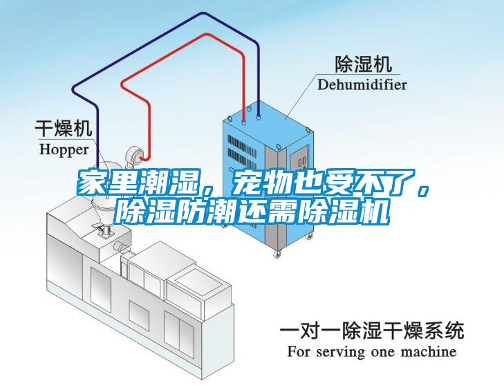 家里潮濕，寵物也受不了，除濕防潮還需除濕機