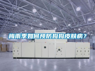 常見問題梅雨季如何預防狗狗皮膚病？